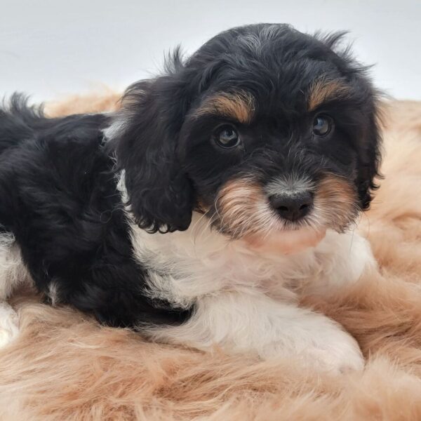 🐾 Chance – Male Cavapoo Puppy for Sale - Image 4