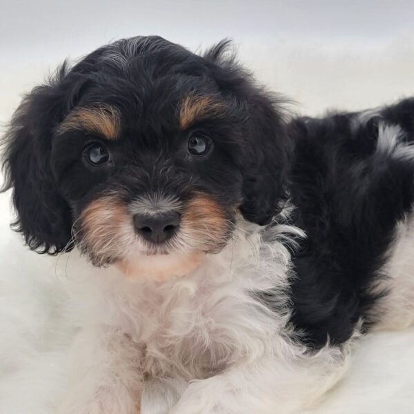 🐾 Chance – Male Cavapoo Puppy for Sale - Image 3