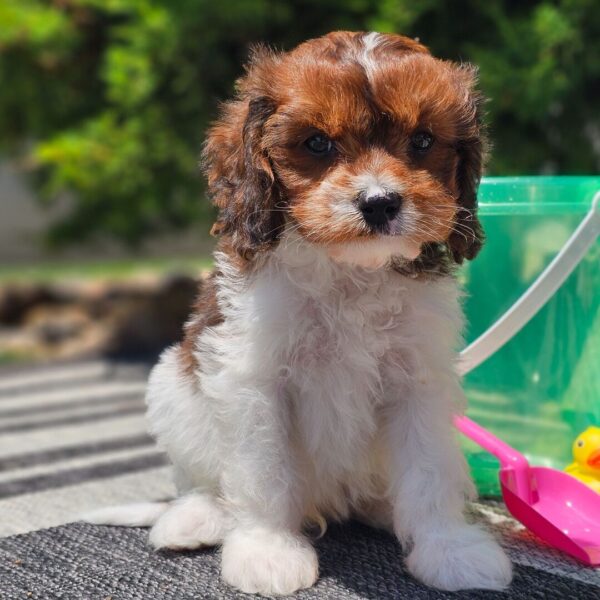 🐾 Baxter – Male Cavapoo Puppy for Sale - Image 4