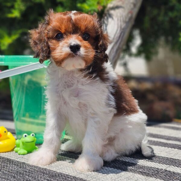 🐾 Baxter – Male Cavapoo Puppy for Sale - Image 2