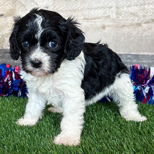 🐾 Chloe – Female Cavapoo Puppy for Sale - Image 4