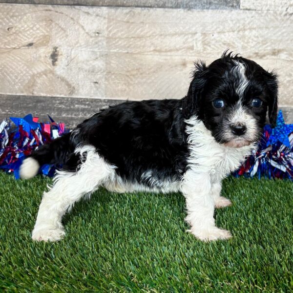 🐾 Chloe – Female Cavapoo Puppy for Sale - Image 3