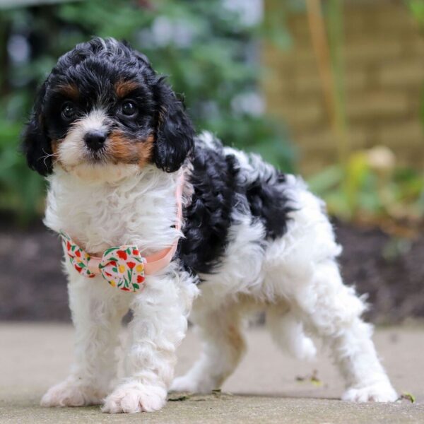 🐾 Salina – Female Cavapoo Puppy for Sale - Image 4