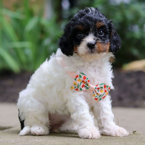 🐾 Salina – Female Cavapoo Puppy for Sale - Image 3