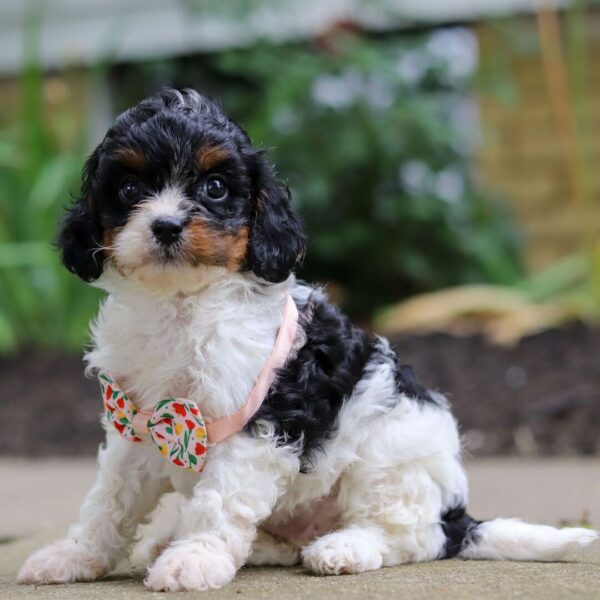 🐾 Salina – Female Cavapoo Puppy for Sale - Image 2