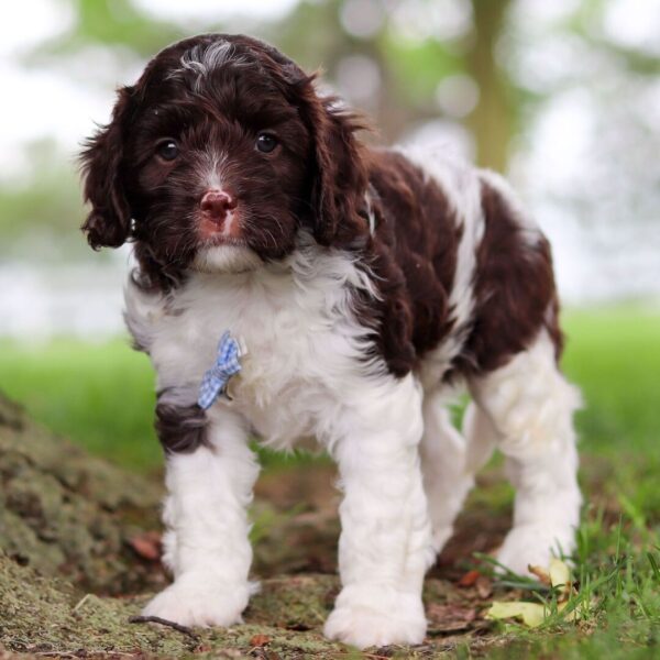 🐾 Cocoa – Male Cavapoo Puppy for Sale - Image 4