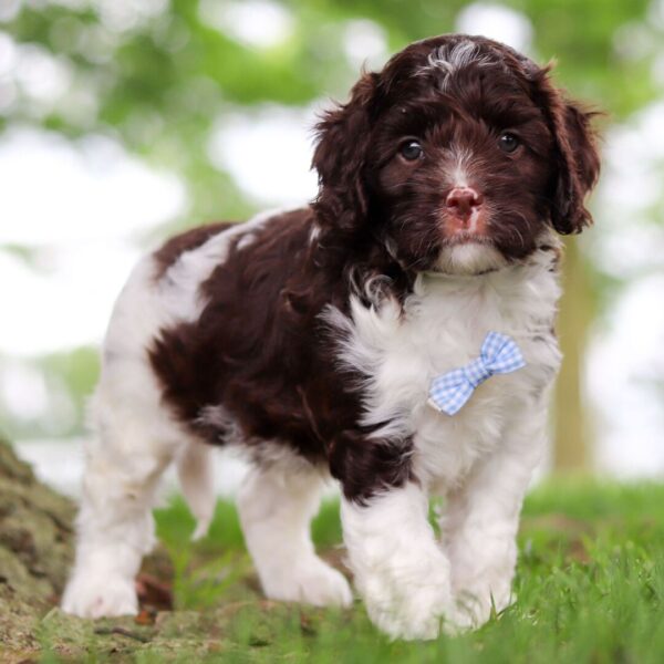 🐾 Cocoa – Male Cavapoo Puppy for Sale - Image 3