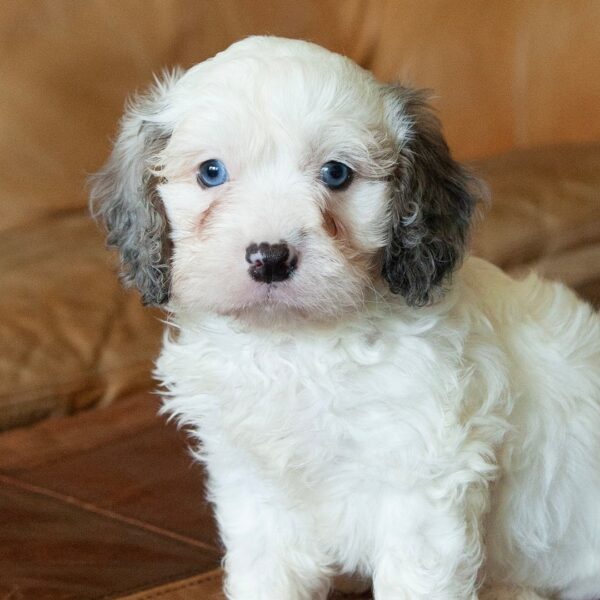 🐾 Sully – Male Cavapoo Puppy for Sale