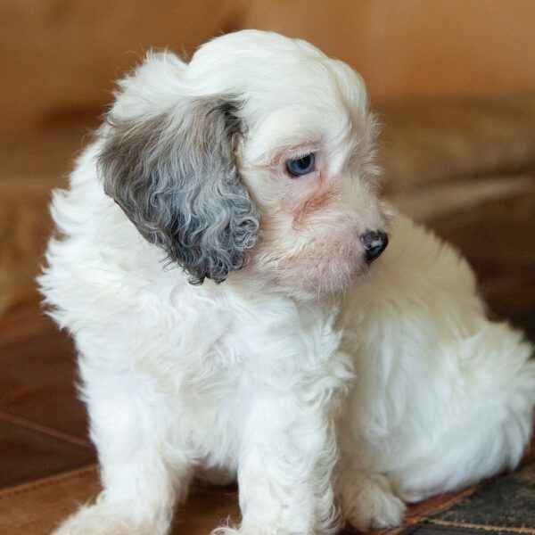 🐾 Sully – Male Cavapoo Puppy for Sale - Image 3