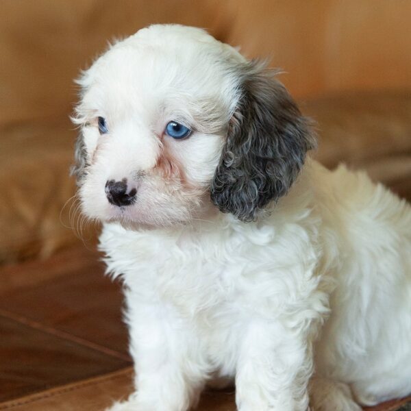🐾 Sully – Male Cavapoo Puppy for Sale - Image 2