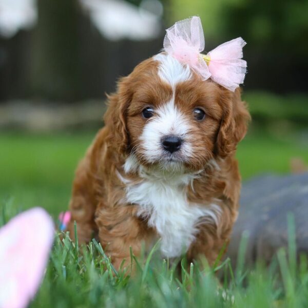 🐾 Zarra – Female Cavapoo Puppy for Sale - Image 4