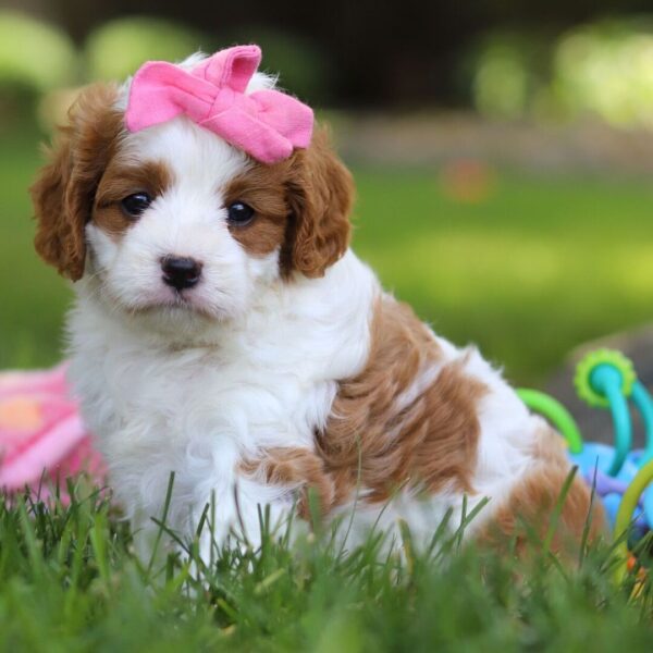 🐾 Fleur – Female Cavapoo Puppy for Sale - Image 3