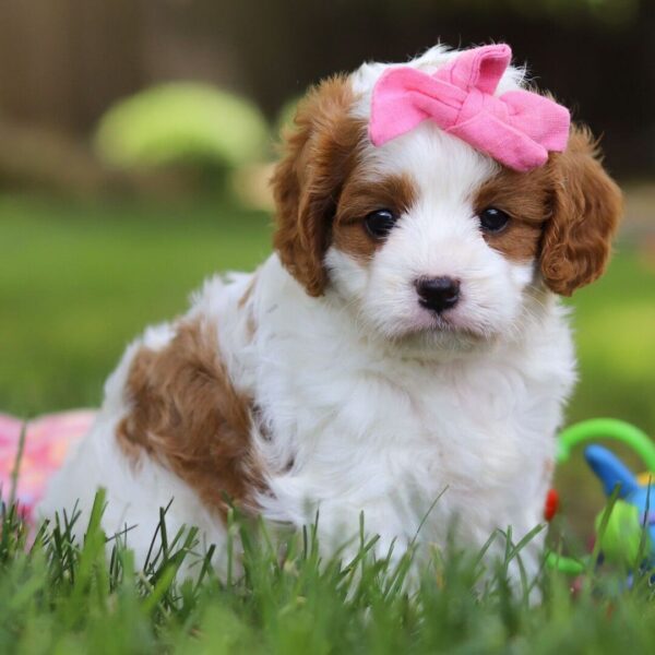 🐾 Fleur – Female Cavapoo Puppy for Sale - Image 2