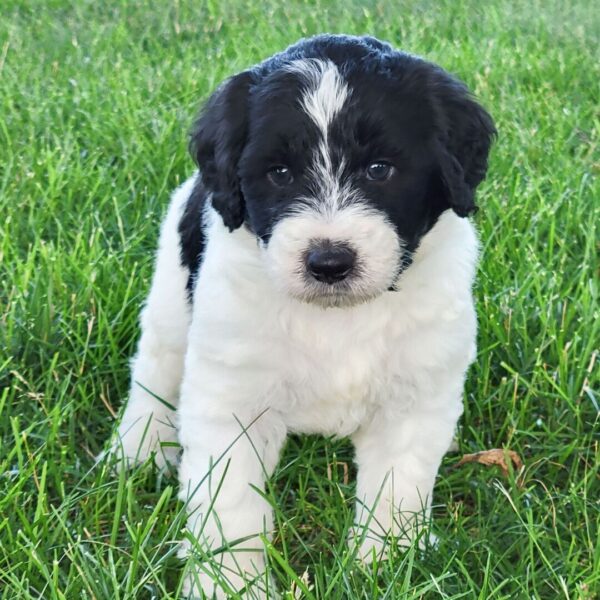 🐾 Logan – Male Cavapoo Puppy for Sale - Image 2