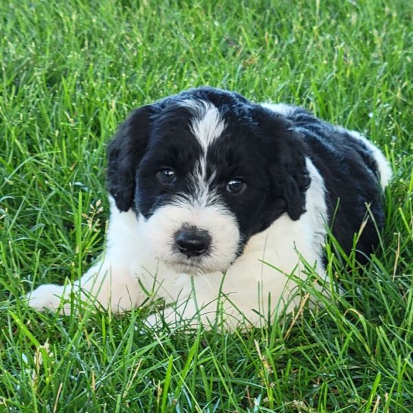 🐾 Logan – Male Cavapoo Puppy for Sale - Image 3