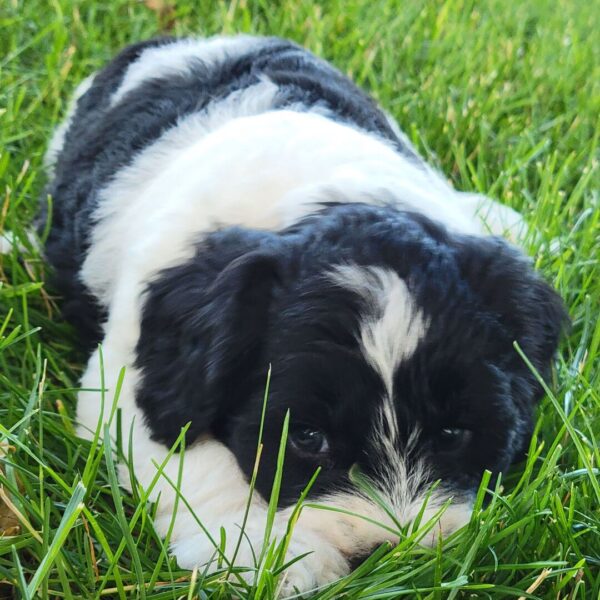 🐾 Logan – Male Cavapoo Puppy for Sale - Image 4