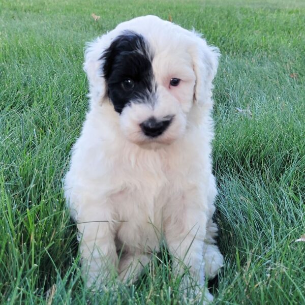 🐾 Luka – Male Cavapoo Puppy for Sale