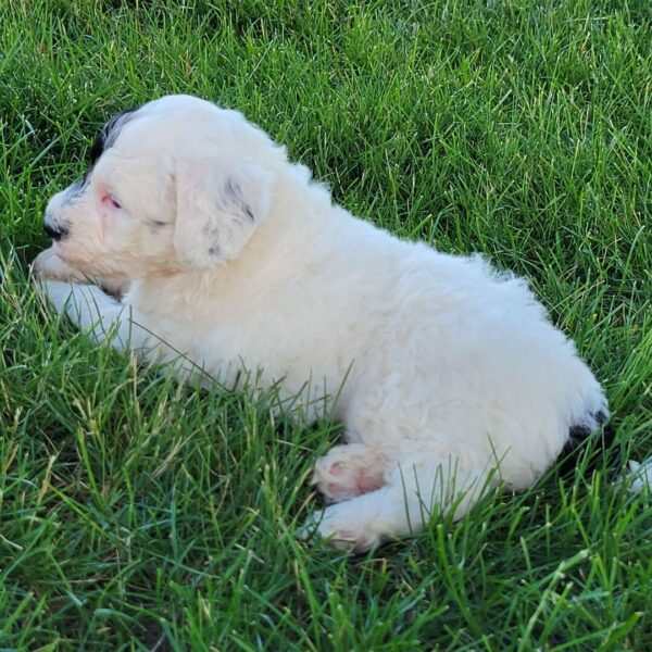 🐾 Luka – Male Cavapoo Puppy for Sale - Image 2