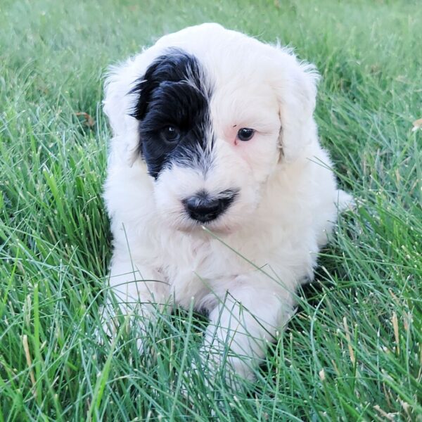 🐾 Luka – Male Cavapoo Puppy for Sale - Image 4