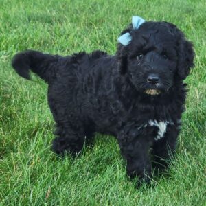 🐾 Lanie – Female Cavapoo Puppy for Sale