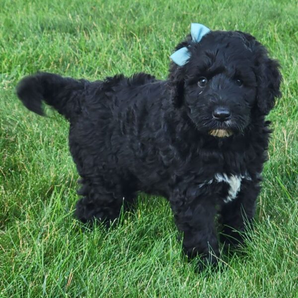 🐾 Lanie – Female Cavapoo Puppy for Sale