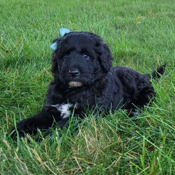 🐾 Lanie – Female Cavapoo Puppy for Sale - Image 3