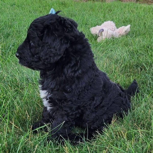 🐾 Lanie – Female Cavapoo Puppy for Sale - Image 2