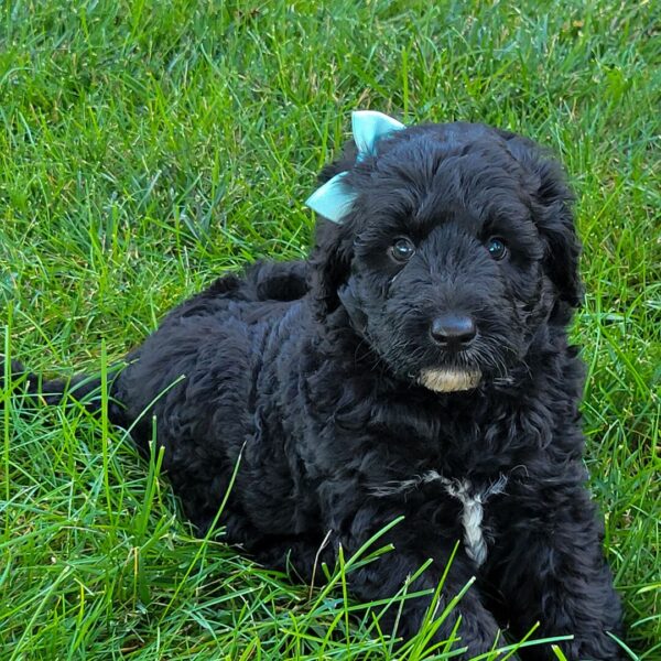 🐾 Lanie – Female Cavapoo Puppy for Sale - Image 4