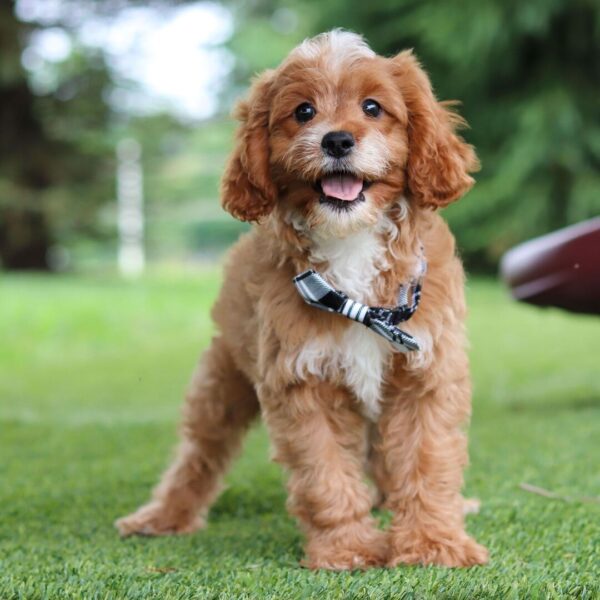 🐾 Trent – Male Cavapoo Puppy for Sale - Image 3