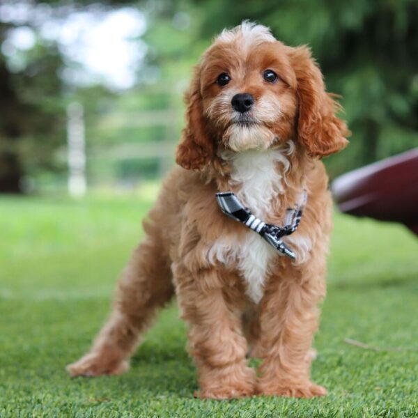 🐾 Trent – Male Cavapoo Puppy for Sale - Image 2