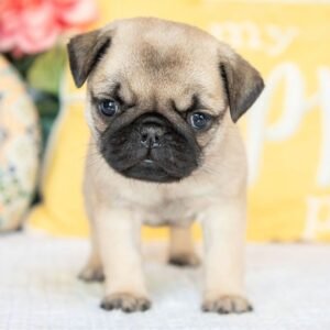 Adorable Male Pug Puppy for Adoption – Meet Dallas Today