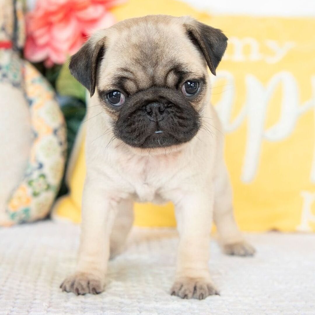 ๐พ Female Pug Puppy for Adoption โ Meet Diva ๐ถ - Image 4