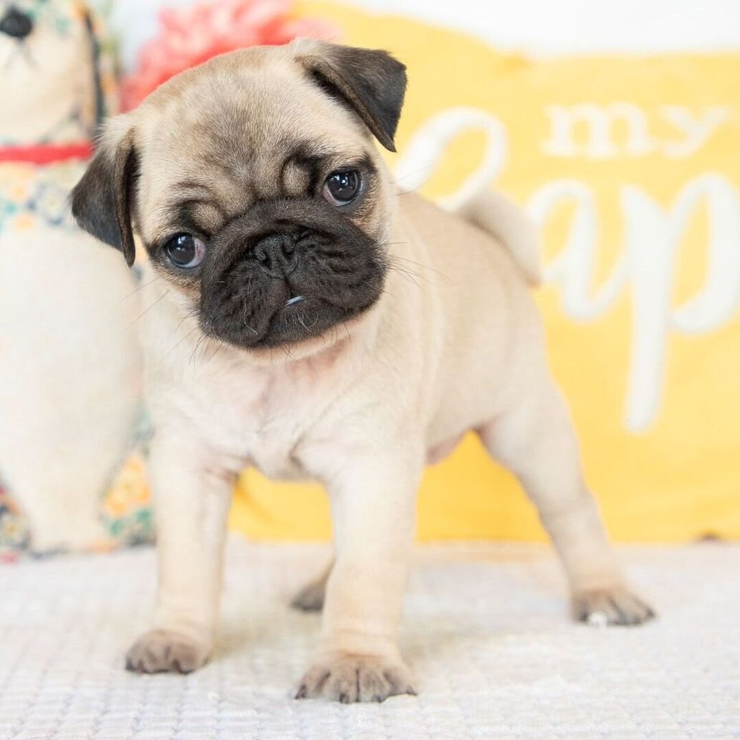 ๐พ Female Pug Puppy for Adoption โ Meet Diva ๐ถ - Image 3