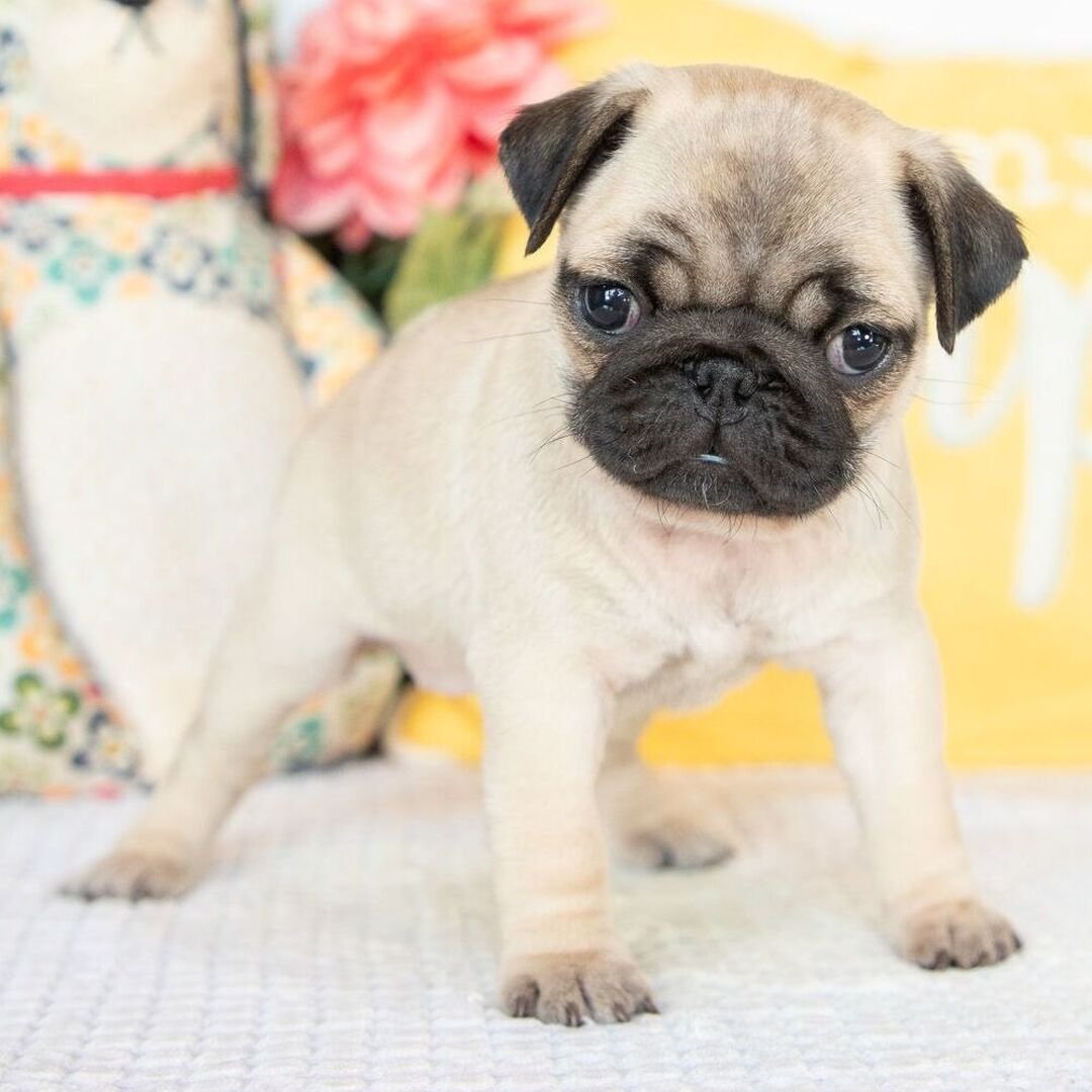 ๐พ Female Pug Puppy for Adoption โ Meet Diva ๐ถ - Image 2