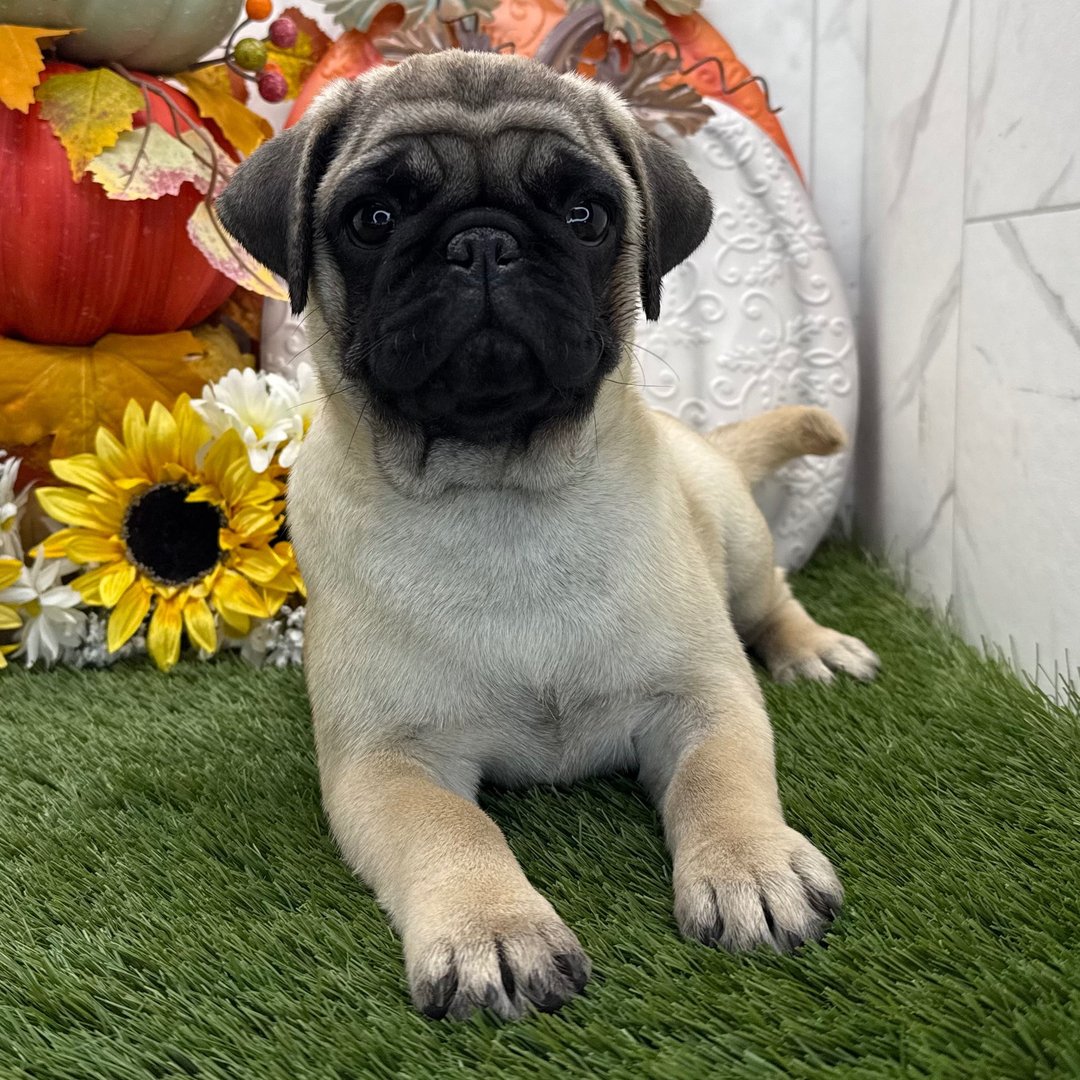 ๐พ Female Pug Puppy for Adoption โ Meet Fairy ๐ถ