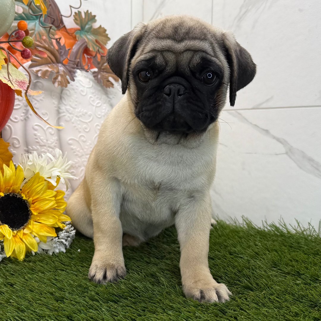๐พ Female Pug Puppy for Adoption โ Meet Fairy ๐ถ - Image 2