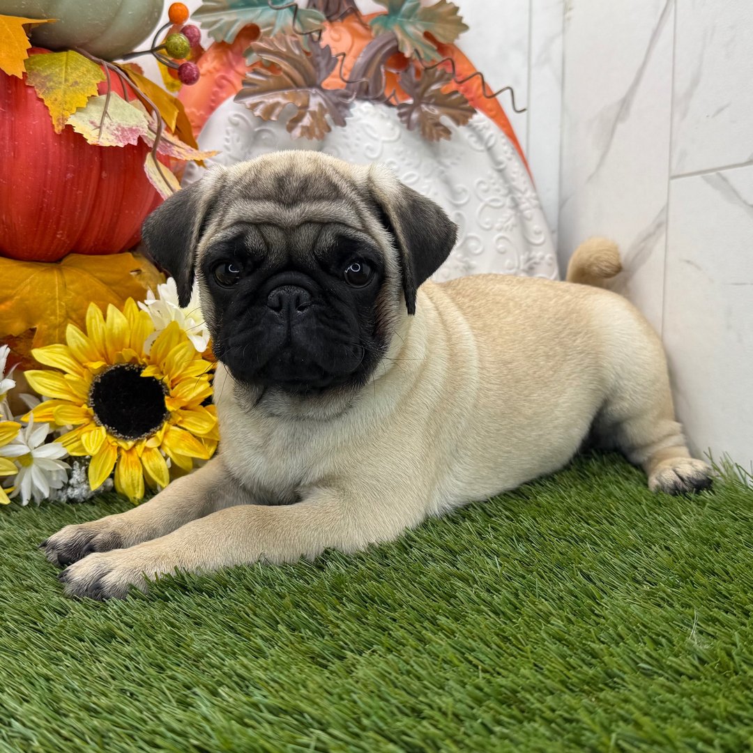 ๐พ Female Pug Puppy for Adoption โ Meet Fairy ๐ถ - Image 3