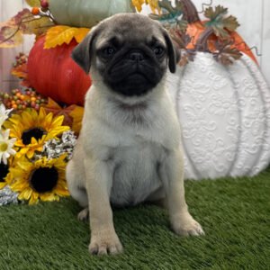 🐾 Female Pug Puppy for Adoption – Meet Kirby 🐶
