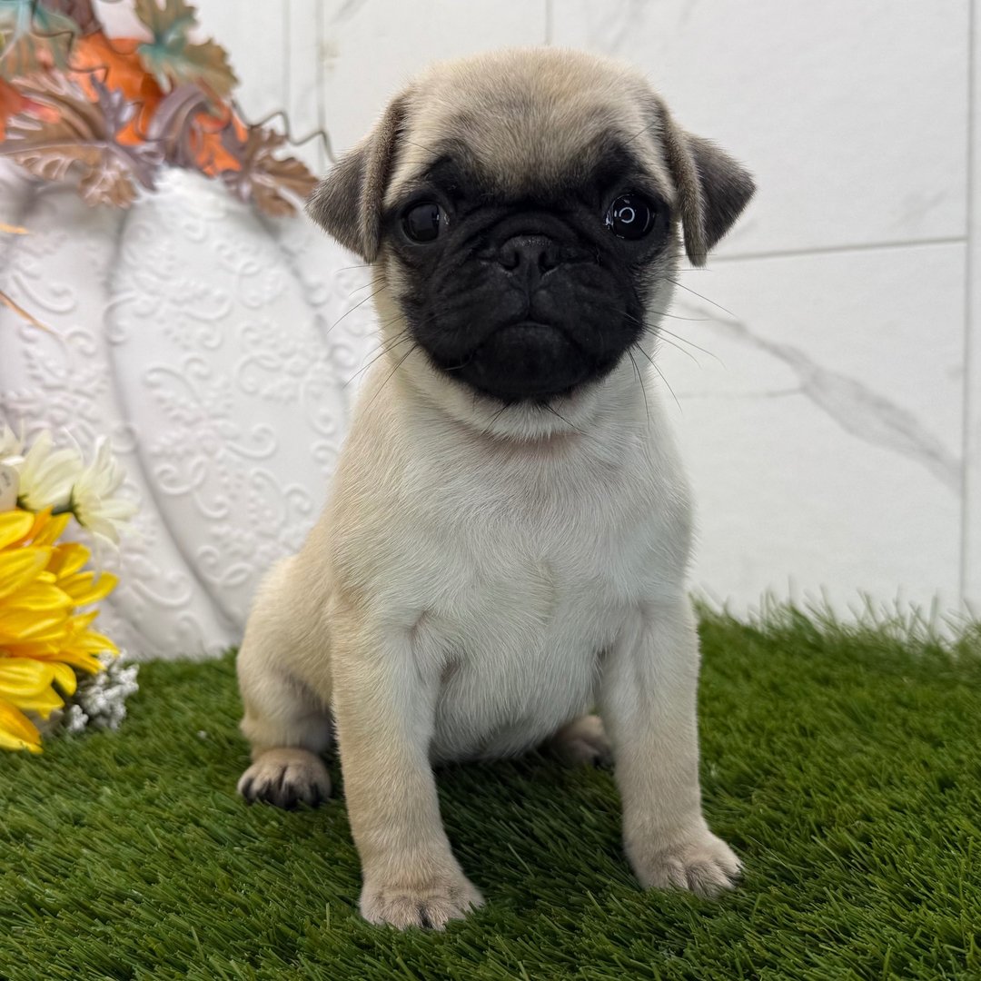 ๐พ Female Pug Puppy for Adoption โ Meet Cinnamon ๐ถ - Image 2