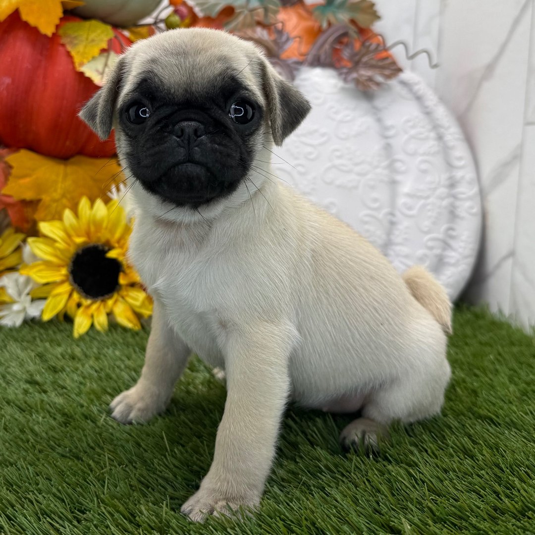 ๐พ Female Pug Puppy for Adoption โ Meet Cinnamon ๐ถ - Image 3