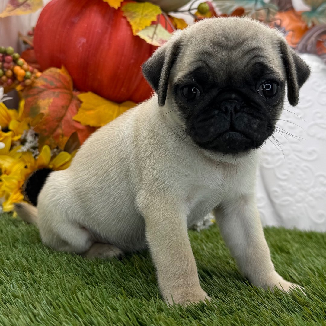 ๐พ Female Pug Puppy for Adoption โ Meet Ginger ๐ถ - Image 2