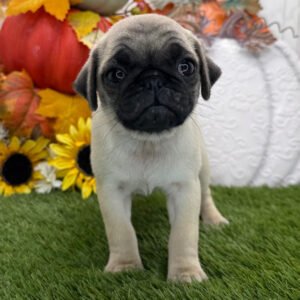 🐾 Female Pug Puppy for Adoption – Meet Ginger 🐶