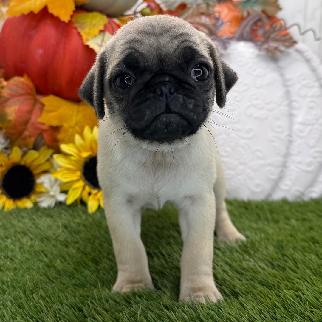 ๐พ Female Pug Puppy for Adoption โ Meet Ginger ๐ถ