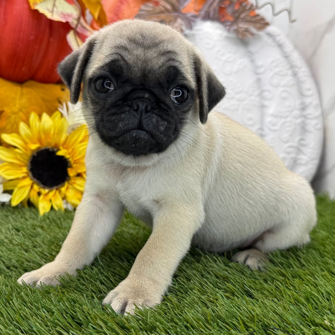๐พ Female Pug Puppy for Adoption โ Meet Ginger ๐ถ - Image 3